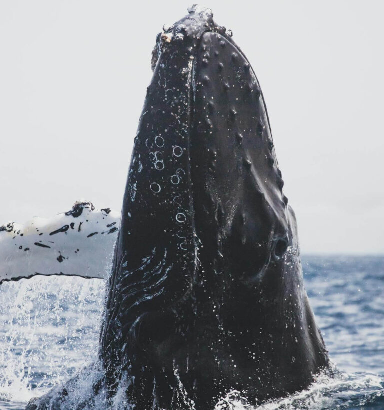 TGI stock image 4 Alt text 4